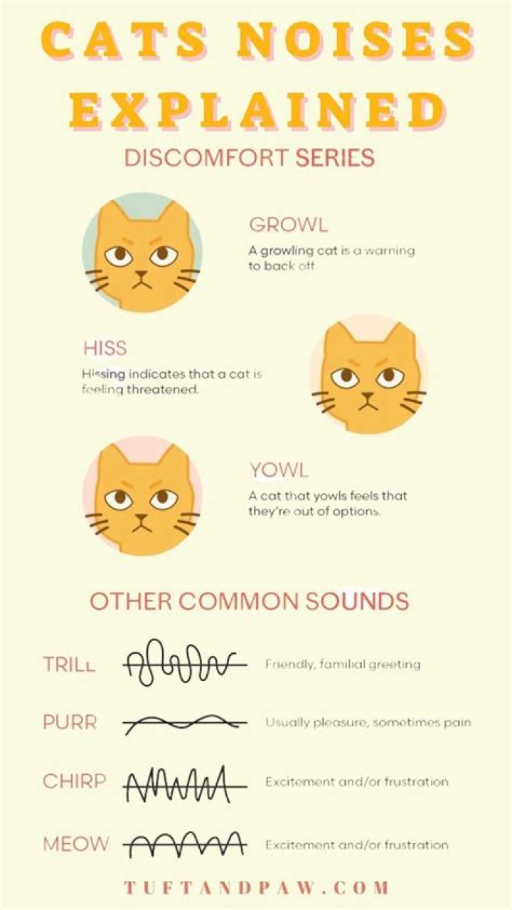 Noises to Attract a Cat: Understanding Feline Communication
