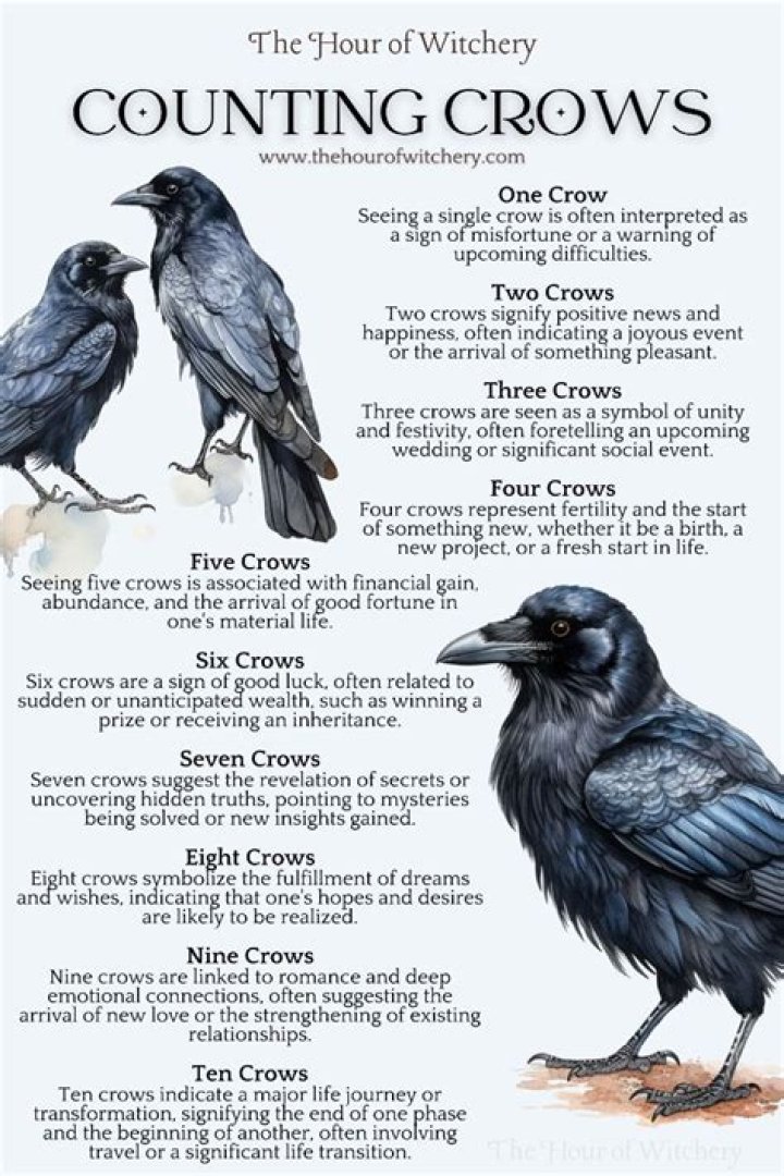 Understanding the Meaning of the Number of Crows: A Deep Dive into Superstitions and Symbolism