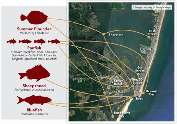 Ocean City MD Fishing Report: Your Ultimate Guide to a Successful Fishing Trip