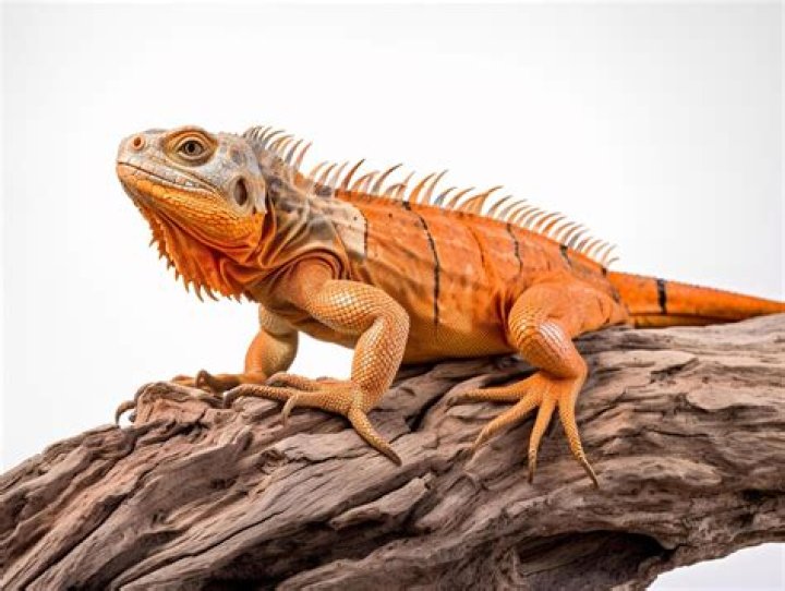 Exploring the Fascinating World of Orange Iguanas