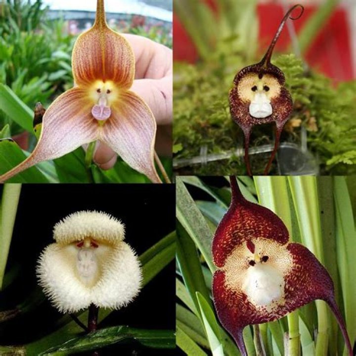 10 Amazing Plants That Look Like Monkeys: Nature's Quirky Creatures