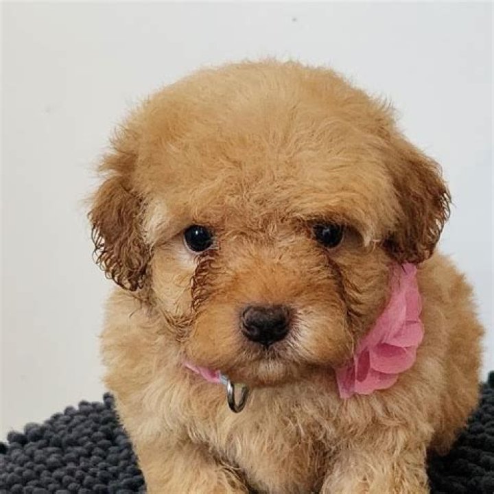 All You Need to Know About Pokey Poodles: A Complete Guide