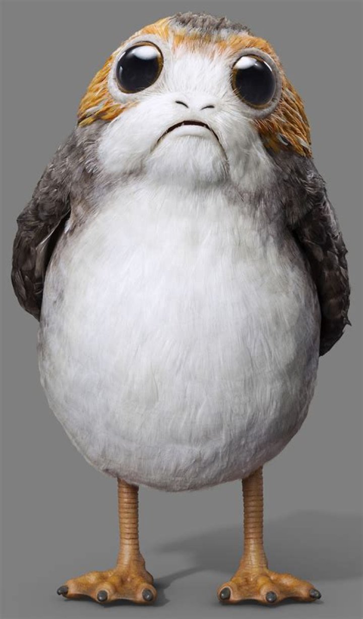 Porgs: The Adorable Creatures of Star Wars