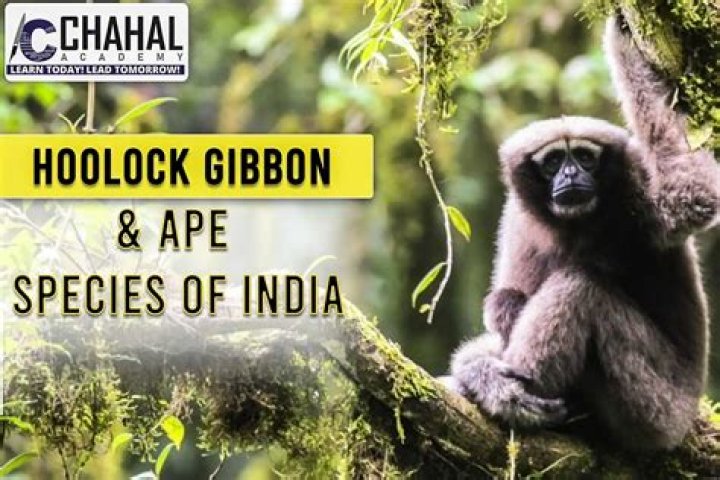 Psychedelic Mushrooms and the Hoolock Gibbon: A Journey into Nature's Wonders