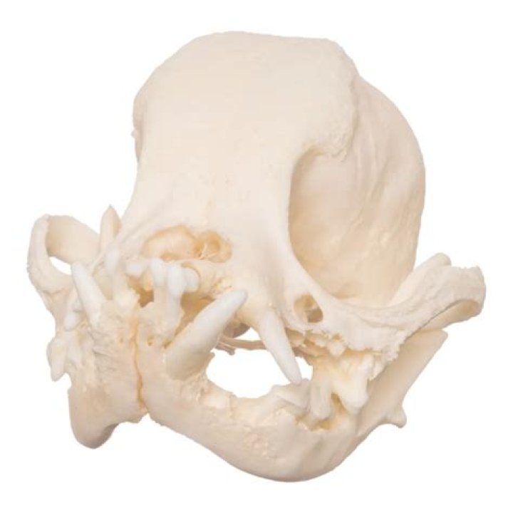 Pug Skull: Understanding the Unique Anatomy of This Beloved Breed