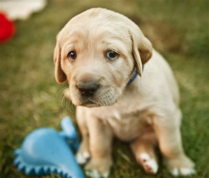 Puppies Crying: Understanding the Reasons Behind Their Whimpers