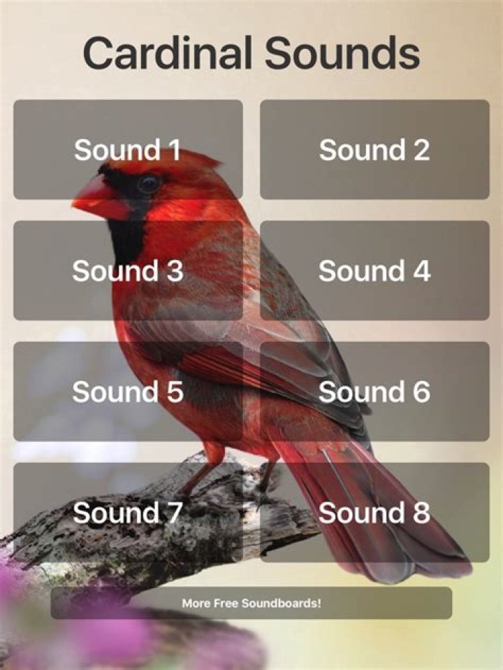 Discovering the Melodic World of Red Cardinal Sounds