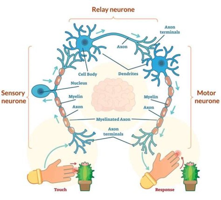 Reflex Miraj: The Ultimate Guide to Understanding Its Importance and Benefits