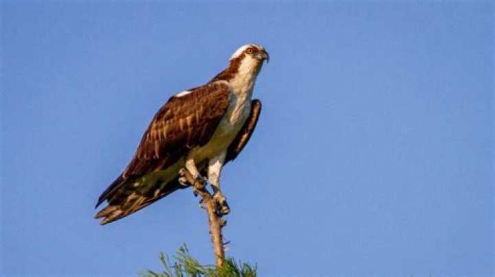 Uncovering the Truth: Ronni Hawk's Race and Its Impact