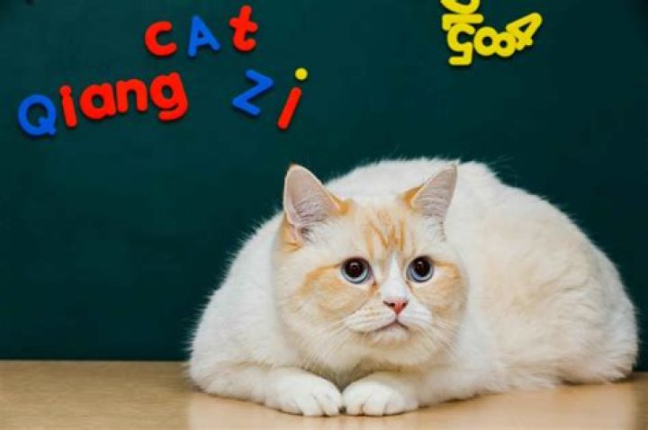 SchoolBegin - Your Ultimate Guide to School News in Nigeria