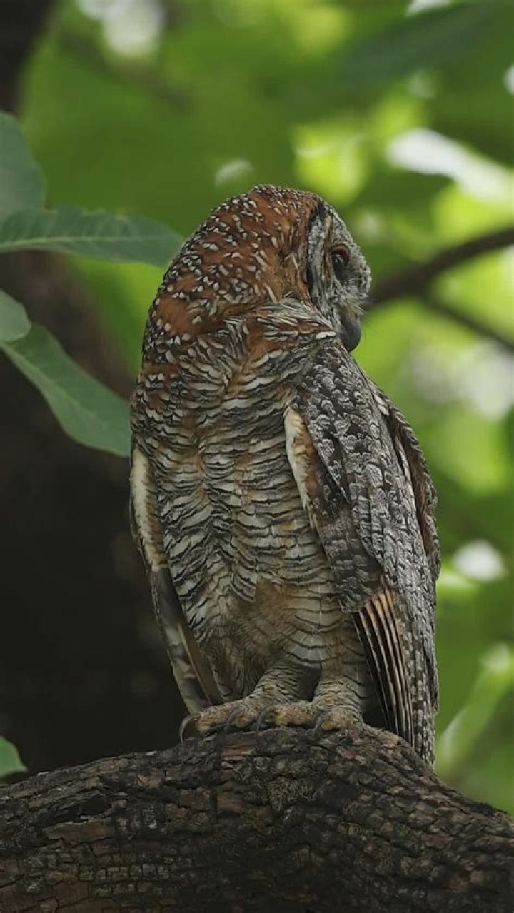 Understanding the Impact of Sexcy Videos on Society