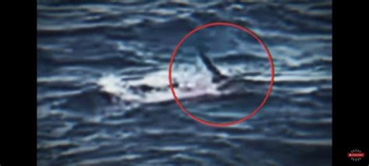 Exploring the Life and Career of Simon Nellist: A Deep Dive into the World of a Renowned Diver