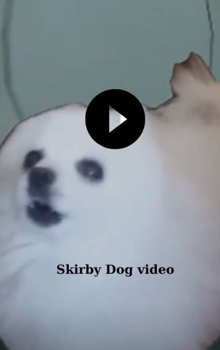 Exploring the Hilarious World of Skirby Dog Videos on Reddit