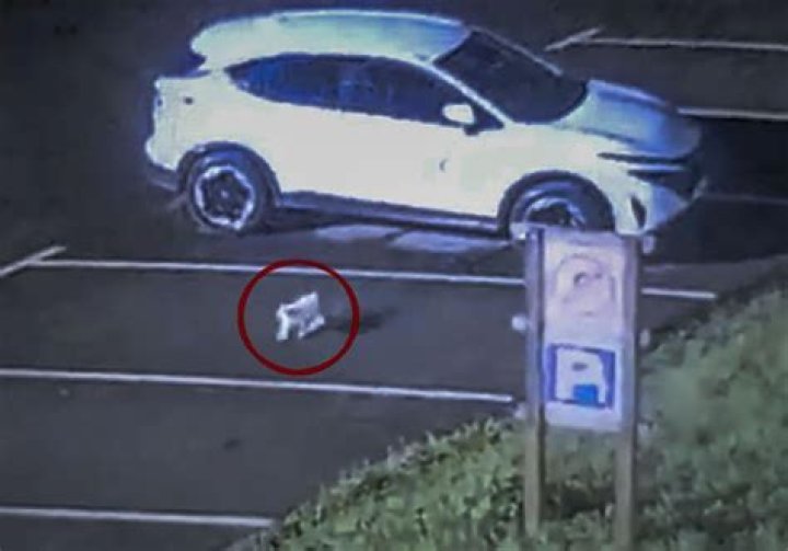 Somali Wasmo VIP Link: Your Ultimate Guide to Unlock Exclusive Content