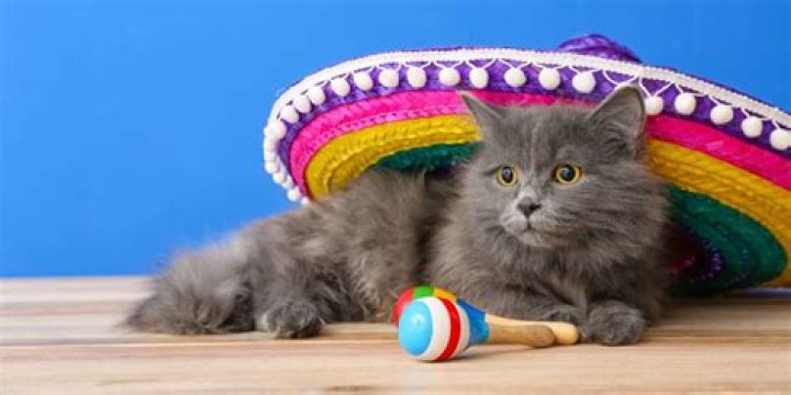 Discover the Fascinating World of Spanish Cats: A Comprehensive Guide
