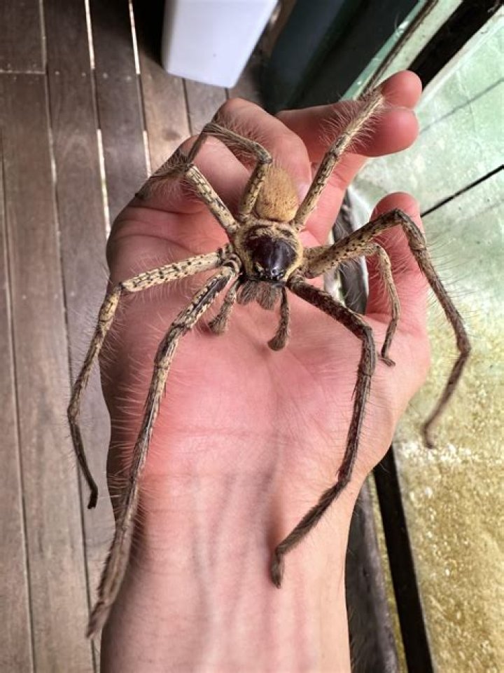 Understanding the Enigmatic Spiders of Australia: A Comprehensive Guide