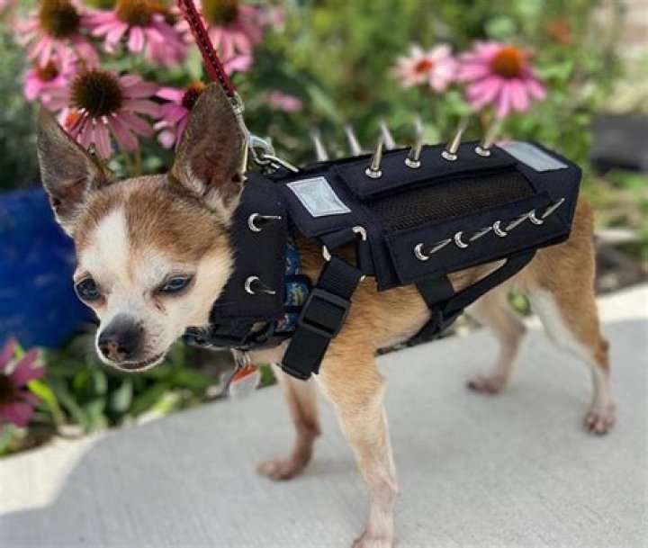 Ultimate Guide to Spike Vest for Dogs: Protection, Style, and Functionality