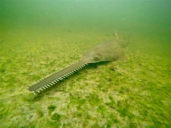Spinning Fish in Florida: The Ultimate Guide to an Exciting Fishing Experience