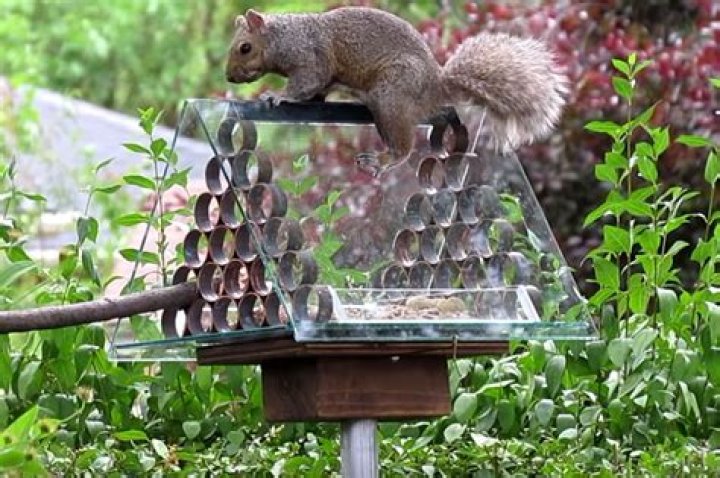 Spinning Squirrel Proof Bird Feeder: The Ultimate Solution for Bird Lovers
