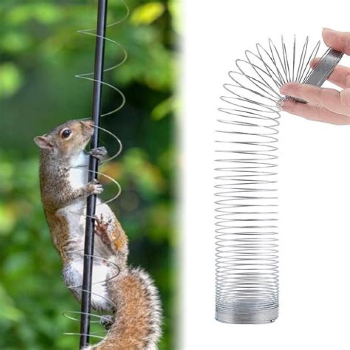 Squirrel Barrier: The Ultimate Guide to Protecting Your Garden and Home