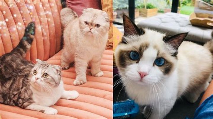Taylor Swift's Cats: A Deep Dive into the Feline Companions of the Pop Icon