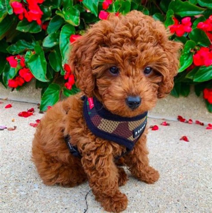 Teacup Golden Doodle: The Perfect Companion for Dog Lovers