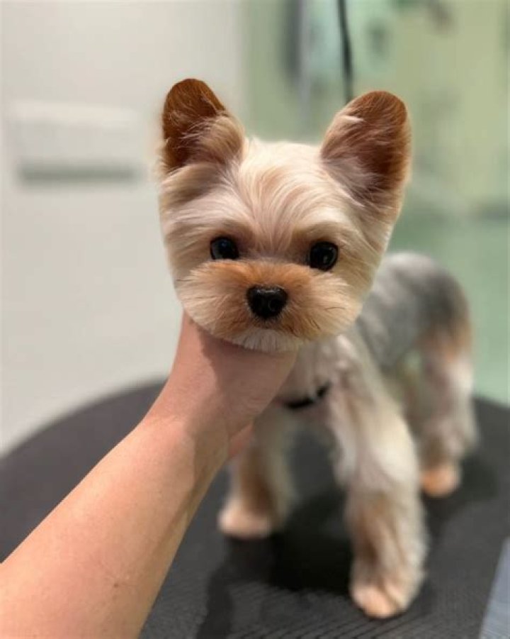 Teddy Bear Cut for Yorkshire Terrier: The Ultimate Guide
