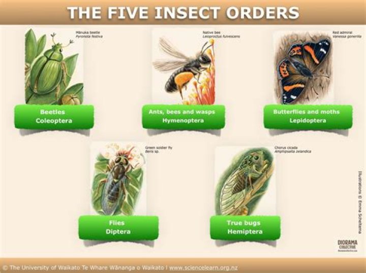 The Fascinating World of the First Insects: Exploring Their Origins and Evolution