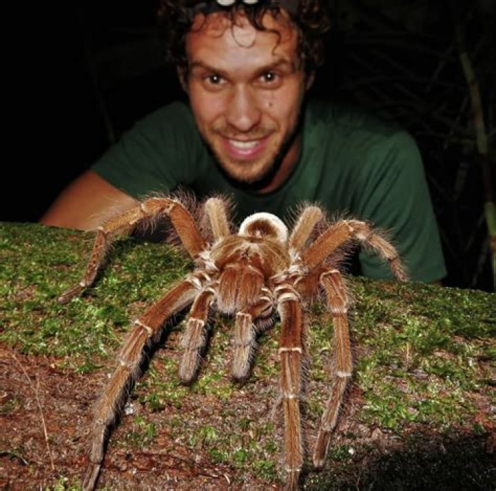 The Goliath Spider: Unveiling the Giant of the Arachnid World