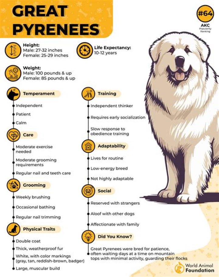 The Magnificent Great Pyrenees Dog of the Year: A Comprehensive Guide