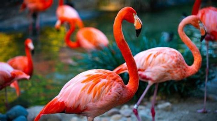 The Mesmerizing World of Live Flamingos: Nature&rsquo;s Grace in Motion
