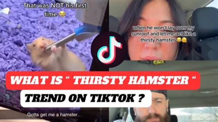 Understanding Thirsty Hamster Meaning: What You Need to Know