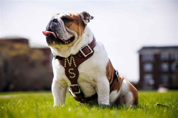 Unleashing the Potential: The Top Dog on Campus