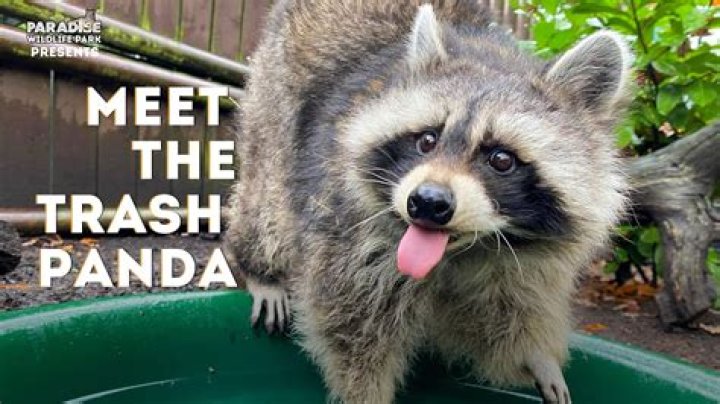 The Fascinating World of Trash Pandas: A Comprehensive Guide