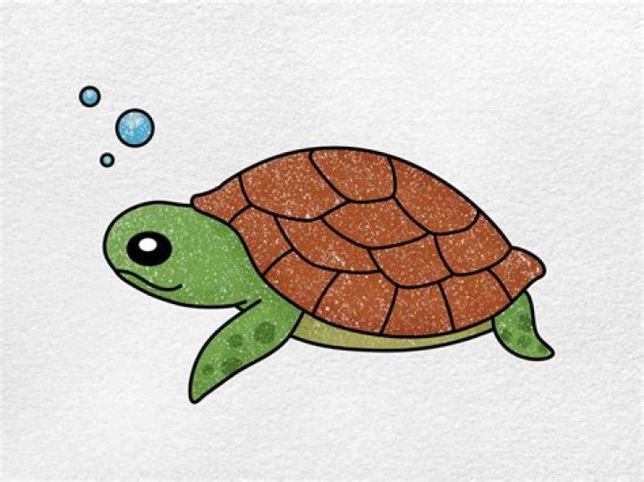 Mastering the Art of Turtle Drawing: A Journey into Creativity