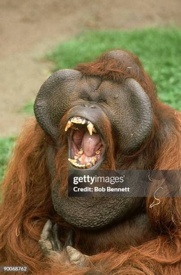 The Fascinating World of the Ugliest Monkey: An In-Depth Exploration