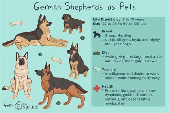 Ultimate Guide to the Kangal Shepherd Dog: Traits, Care, and More