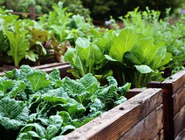 The Ultimate Guide to Veges: Benefits, Types, and Cooking Tips