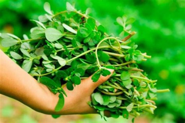 Verdolagas: The Superfood You Need to Add to Your Diet