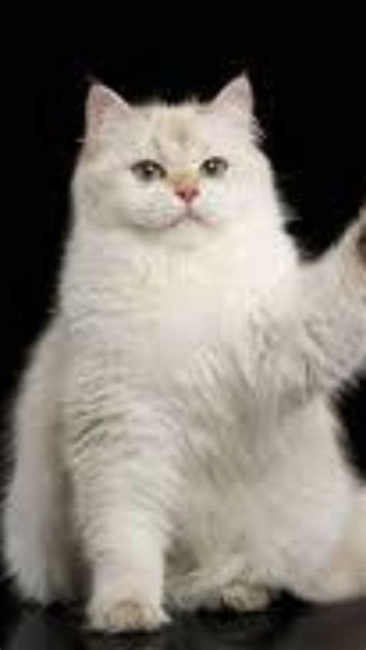 Unraveling the Phenomenon of Viral MMS on Instagram