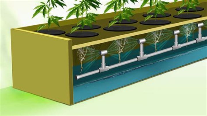 The Ultimate Guide to Setting Up a Weed Hydroponic System