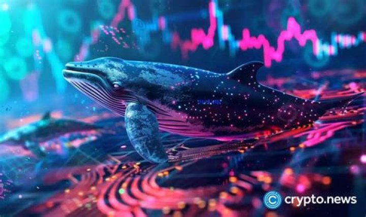 Essential Guide to Understanding Whale Options