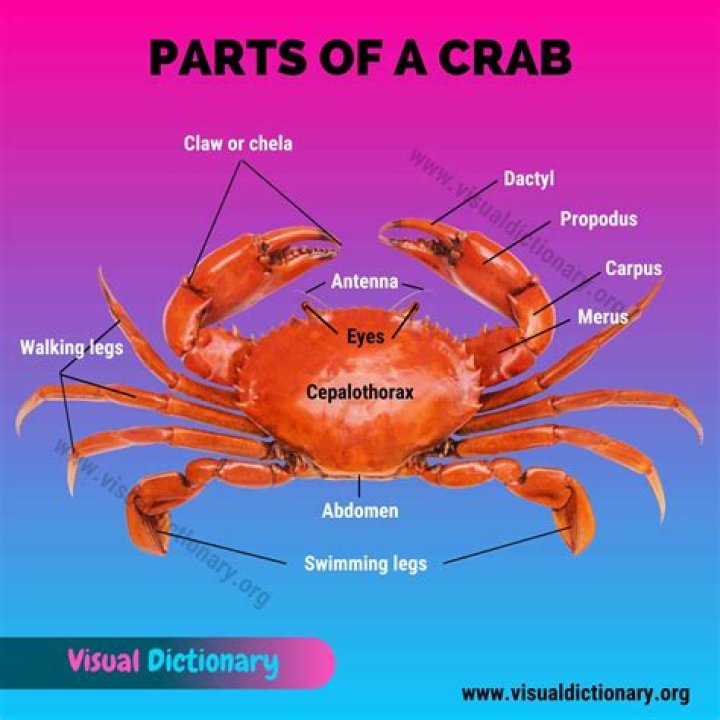 What a Crab Eats: A Comprehensive Guide to Crab Diets