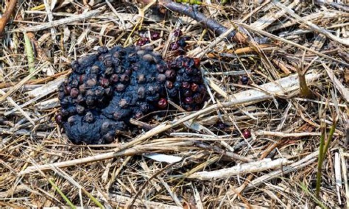 What Does Raccoon Scat Look Like? A Comprehensive Guide