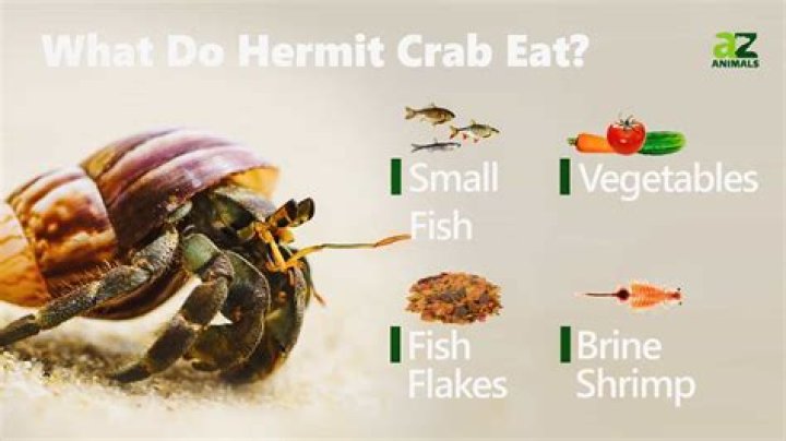 Essential Guide: What to Feed Hermit Crabs for Optimal Health