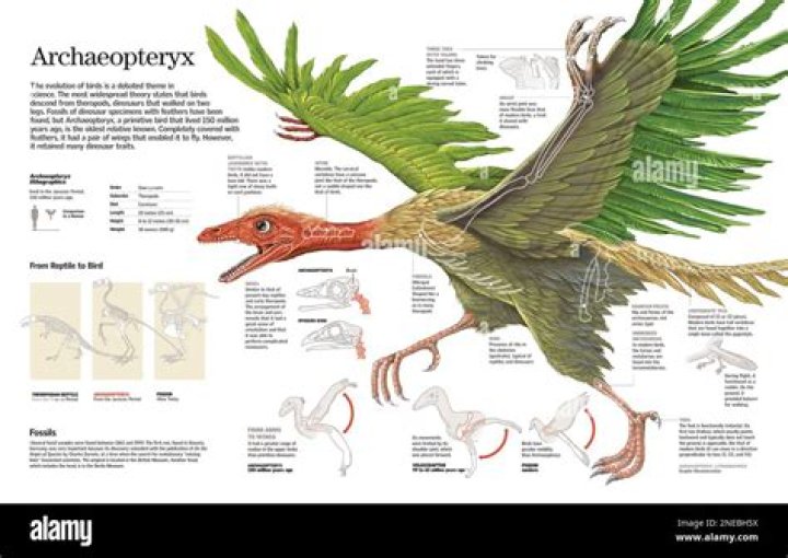 When Did Birds First Appear: A Journey Through Time