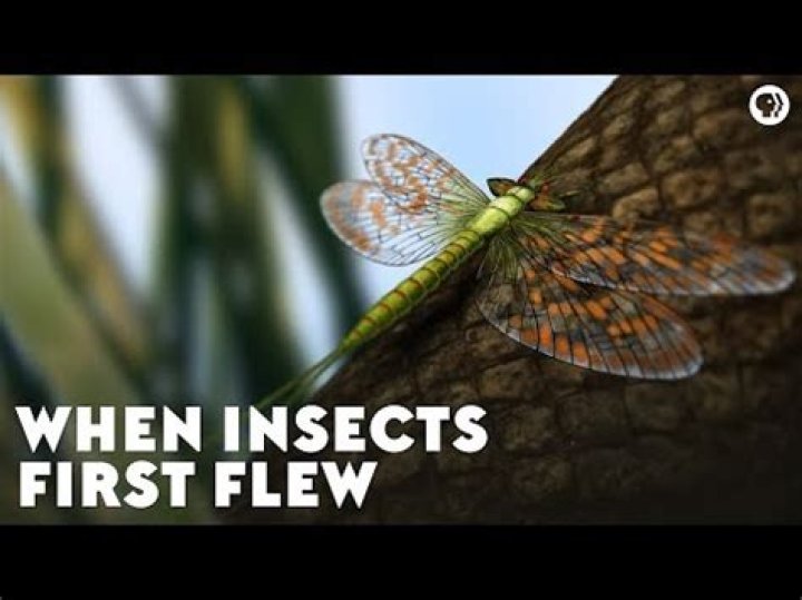 When Did the First Insects Appear: A Deep Dive into Their Origins and Evolution