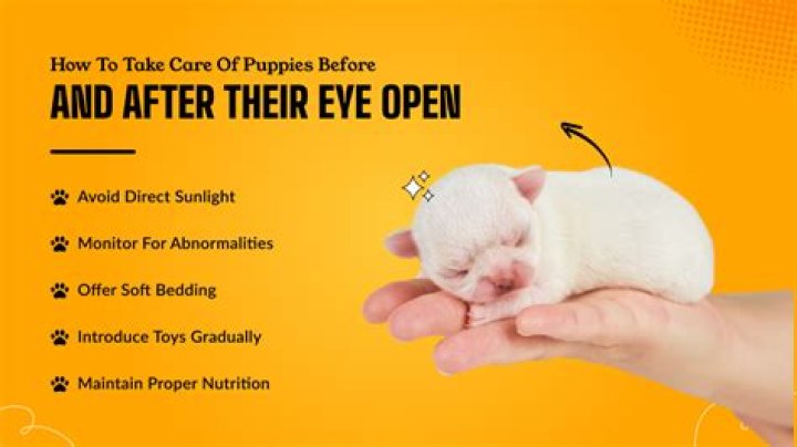 When Do Puppies Open Their Eyes? A Comprehensive Guide