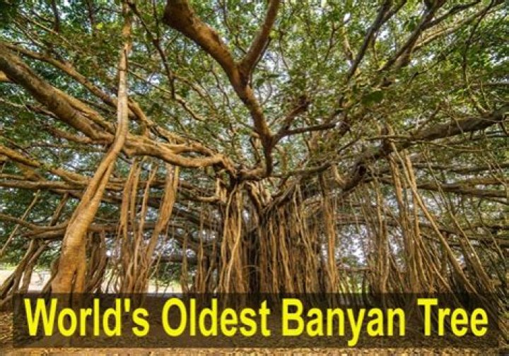 Where is the Oldest Banyan Tree Located: Discover the Ancient Marvel