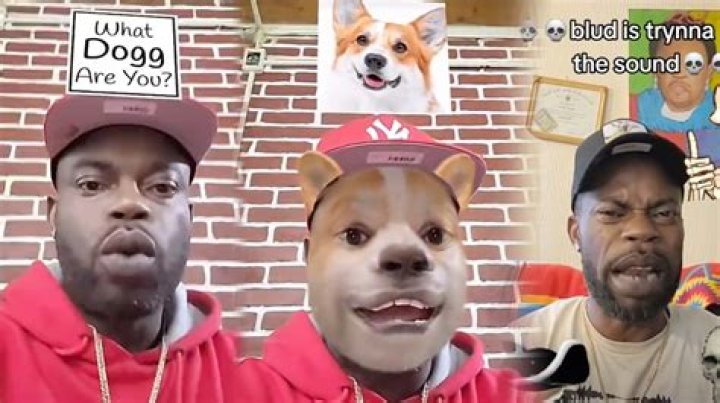 Which Bomboclaat Dog I Am: A Fun Exploration of Your Dog Personality